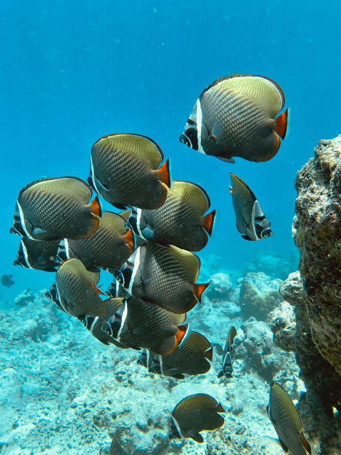 Coral Inn Thulusdhoo Esterno foto